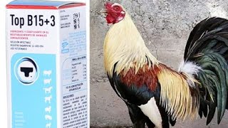 funciona el oxigenador en aves de combate y cuando utilizarlo pre postura, postura  o punteo.6