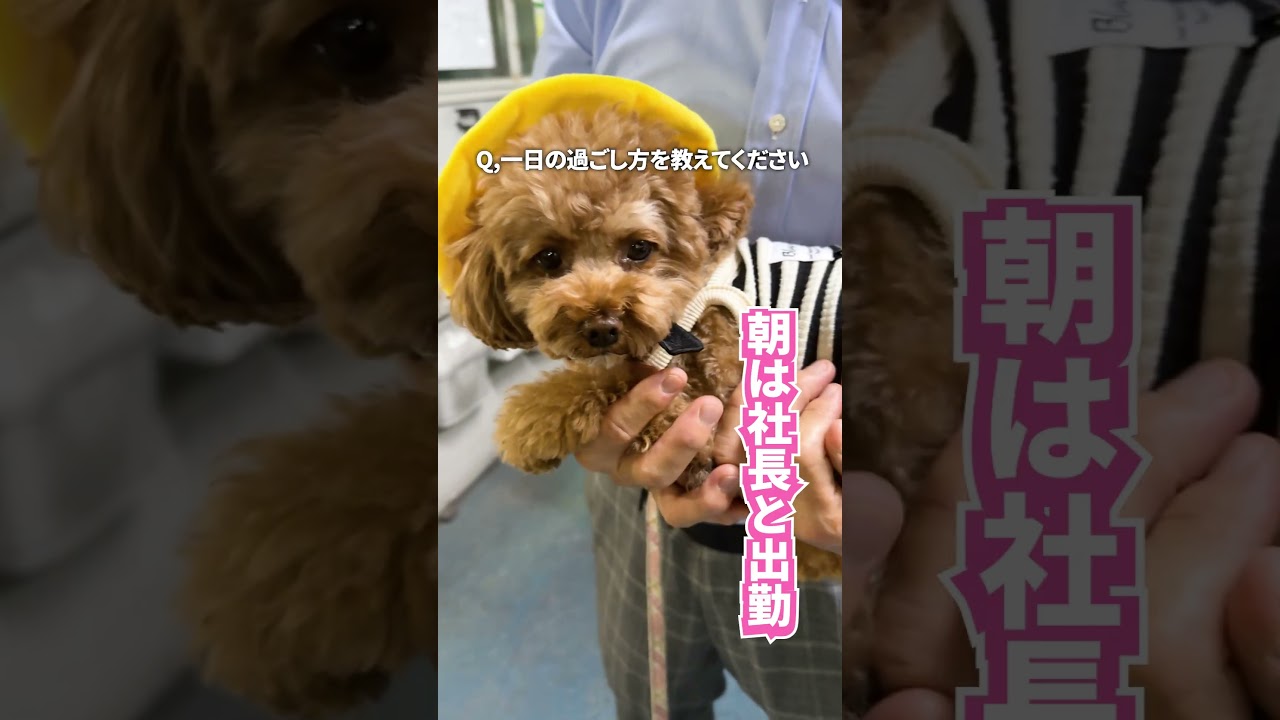 社内の癒し担当 ― トイプードルの「ココ」インタビュー 🐶
