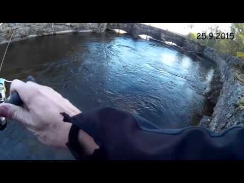 Kymijoki 25.9.2015 Kirjolohi