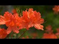 Reflexões 65 - Angelus (Corciolli)  - 4k