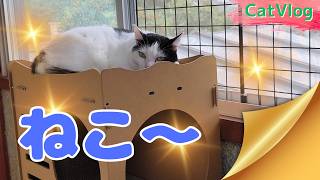【CatsVlog】猫部屋オープン後 #猫動画 #可愛い猫 #保護猫