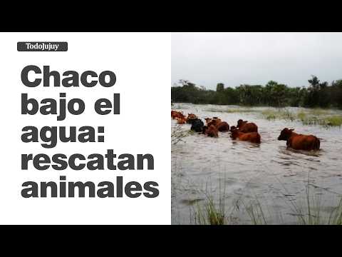 Inundaciones en Chaco: cientos de animales afectados y el trabajo para rescatarlos