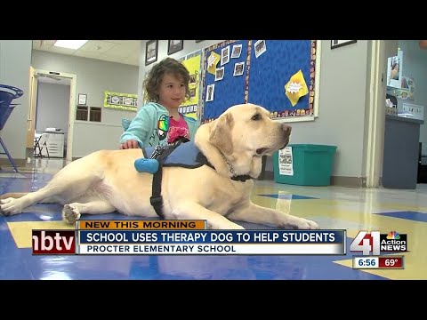 Inspirational Dog Story