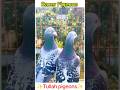 Racer Kabootar Pigeon Viral Shorts Kabutar Pigeonlover Kabutarbazi Racerpigeon Shotsfeed