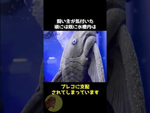 鋼鉄の鎧を纏い世界を侵略する魚..😱#動物 #雑学 #豆知識 #プレコ #外来生物 #アマゾン川