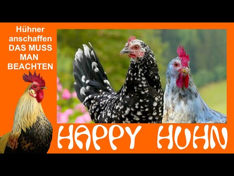 , title : 'E4 Hühner anschaffen - Was man vorher bedenken muss! - HAPPY HUHN - Was brauchen glückliche Hühner?'