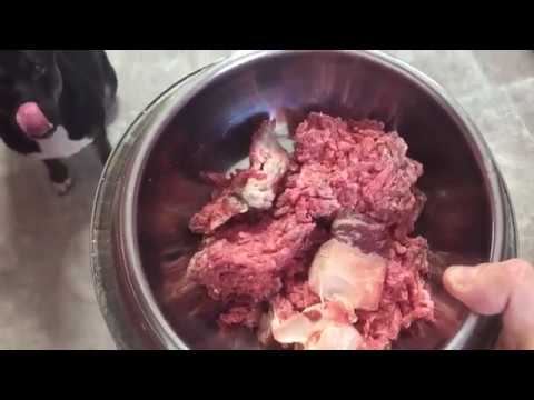 download lagu mp3 mp4 Raw Hamburger Meat For Dogs, download lagu Raw Hamburger Meat For Dogs gratis, unduh video klip Raw Hamburger Meat For Dogs