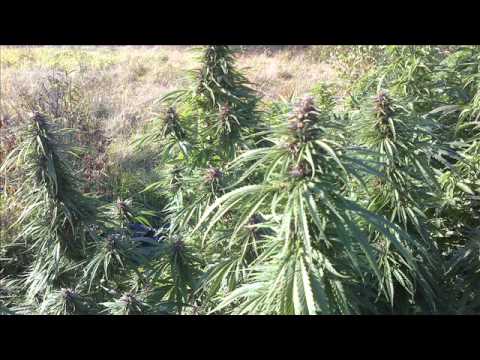 Congo Natty feat  Top Cat Jungle Style Mix  Police in helicopter