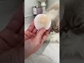 Ashley Schneider and Her Persian Cat