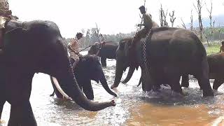 preview picture of video 'Elephant Bathing @ ಸಕ್ಕರೆ ಬೈಲು ಶಿವಮೊಗ್ಗಾ'