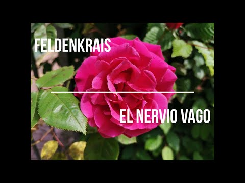 El nervio vago y tu laringe/ Ejercicios de Feldenkrais con Katinka
