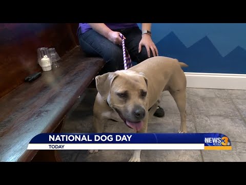 It's National Dog Day!