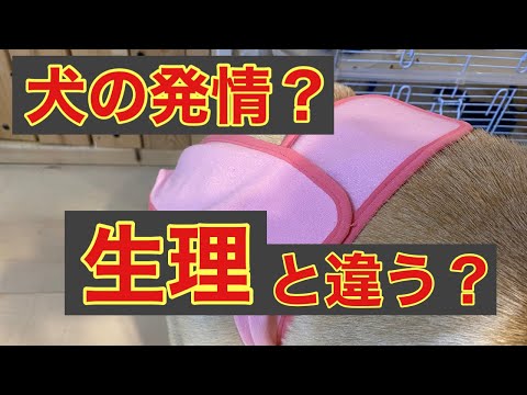 うちの犬が去勢手術を受けて出血しています:原因