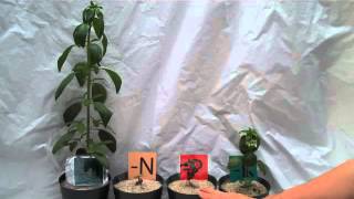 Nutrition to control Snapdragon Growth