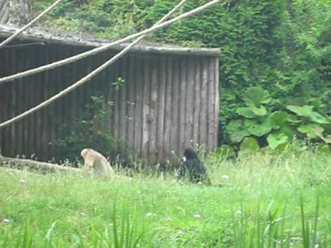 Zoo parc Overloon 2009