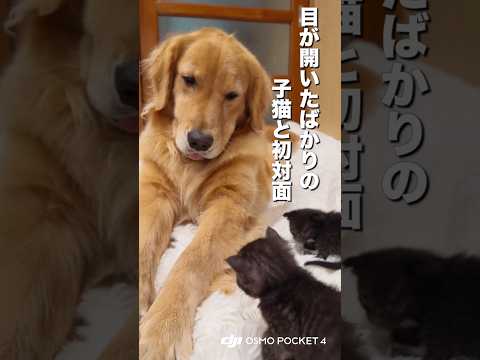 目が開いたばかりの子猫と初対面をした大型犬...【ゴールデンレトリバー・ボーダーコリー】#dji #shotonosmo #osmopocket4