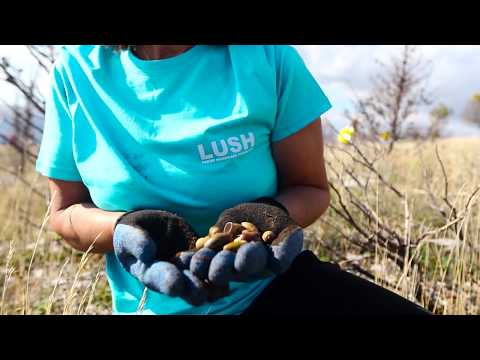 Lush u akciji pošumljavanja na Mosoru