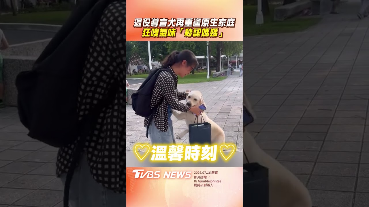 影音/退役導盲犬再重逢「原生家庭」 狂嗅氣味「秒認主人」淚崩相擁