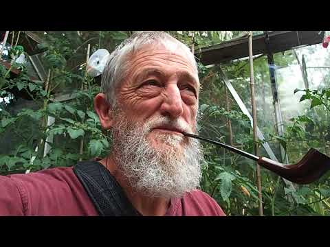 Churchwarden Pipe with G. H. Exclusiv Black Cherry Tobacco