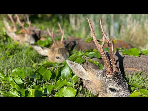 Böcke ohne Limit - Bockjagd Mai 2022