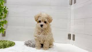 ハーフ犬の動画01