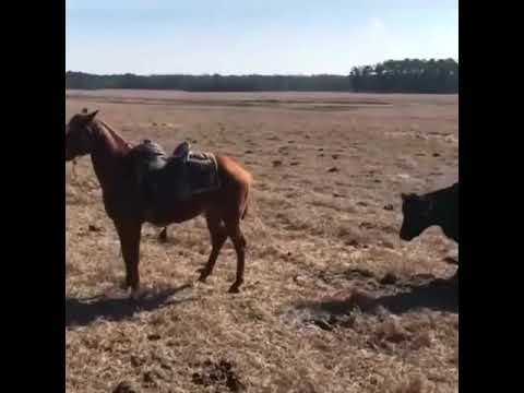 Жеребец защищает своего хозяина