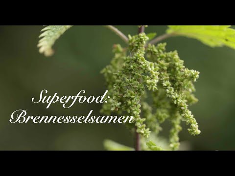 Superfood Nettle Seeds -Viriditas Medicinal Plant Video