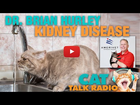 Cat Talk Radio - Feline Kidney Disease with Dr. Brian Hurley, AmeriVet Veterinary Partners