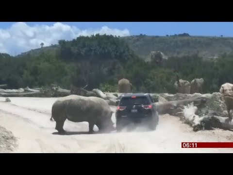 Rhino attacks family SUV at a safari park (Mexico) - BBC Breakfast News - 5th August 2018