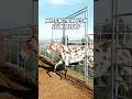 Spotted Mule Coming In HOT Horse Donkey Mule Equestrian