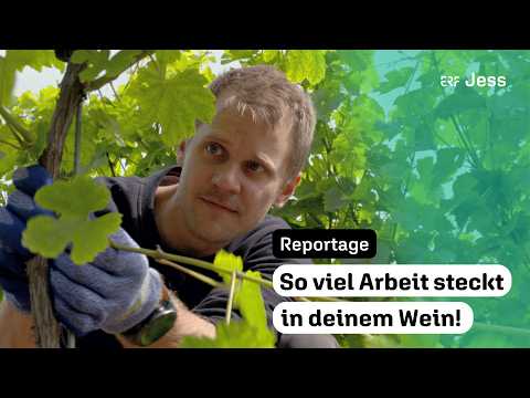 Winemaker report: How your wine is made | Craftsmanship, passion, and tradition in winemaking