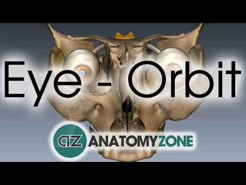 Orbit | Eye Anatomy