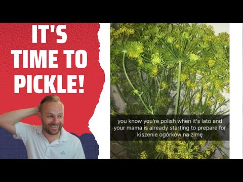 Englishman Reacts to... FUNNY POLISH MEMES - Pt.5