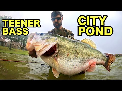 The BIGGEST BASS I have EVER SEEN!! (TEENER)
