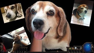 [閒聊]  一位流亡者藉此紀念去世的狗，米米