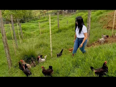 , title : 'Tecnificación de gallinas criollas - La Finca de Hoy'