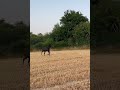 Poulain crois&eacute; Frison