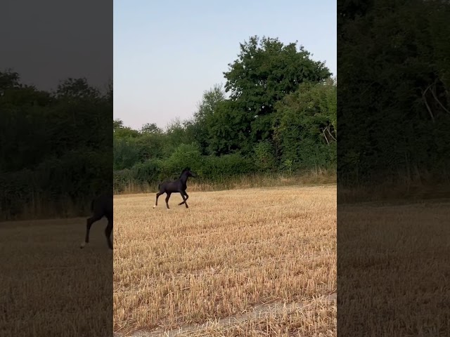 Poulain crois&eacute; Frison