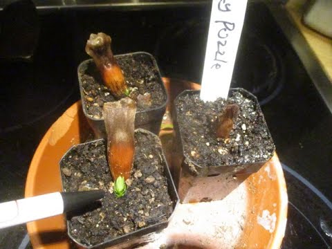 How to grow  Monkey Puzzle Trees from seed