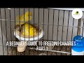 A Beginners Guide to Breeding Canaries -  Part 1 Getting started