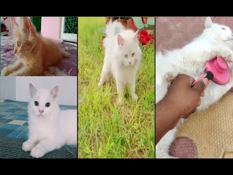My Persian Cat Collaction || Extreme Quality Cat's At Pearl Cattry