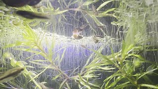 Beauty of Duckweed Aquarium Gardening