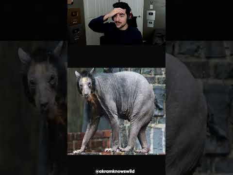 How Animals Look Without Fur! 🤯
