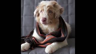 Comment choisir le foulard parfait pour votre chien?