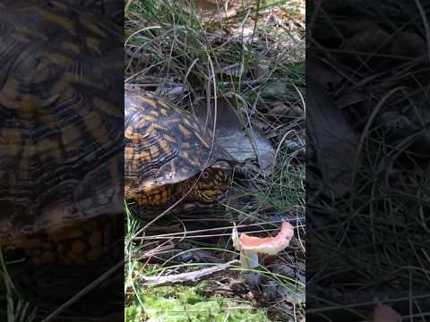 Box Turtles Eat Mushrooms?🐢🍄 #turtles #wildlife #reptiles #nature #mushrooms #boxturtle #shorts