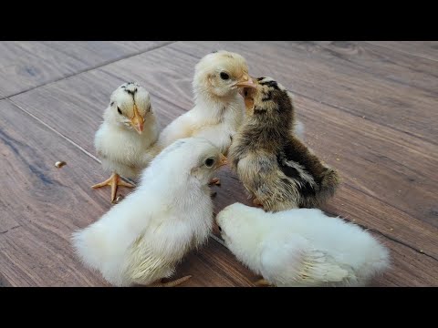 Cute baby chickens eating and playing together - funny baby chicks