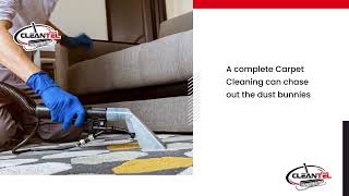 Dust Bunnies - How to chase them out of your house through Carpet Shampoo?
