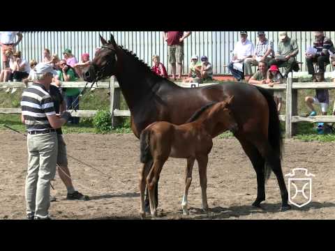 303 Stutfohlen von Dinken   Nekton   Cassini II Apple Geräte HD Höchste Qualität