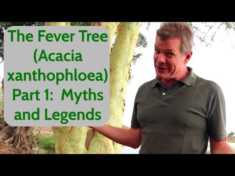 The Fever Tree (Acacia xanthophloea) Part 1: Myths and Legends