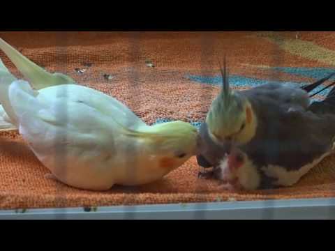 paraziták a cockatiels kezelésében népi gyógyszer szalagféreghez